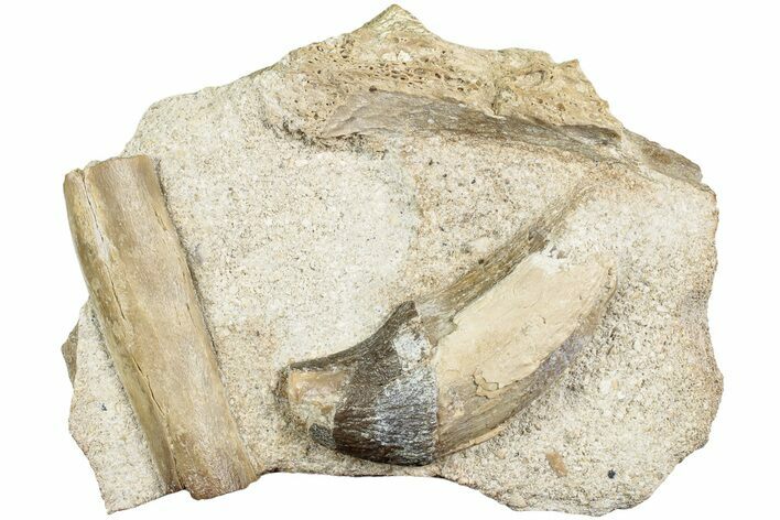 Fossil Primitive Whale (Pappocetus) Incisor in Situ - Morocco #238077